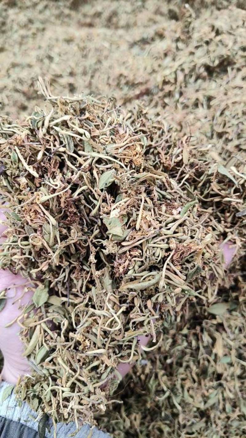贵州省安龙县德卧镇野生金银花