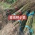青钱柳苗