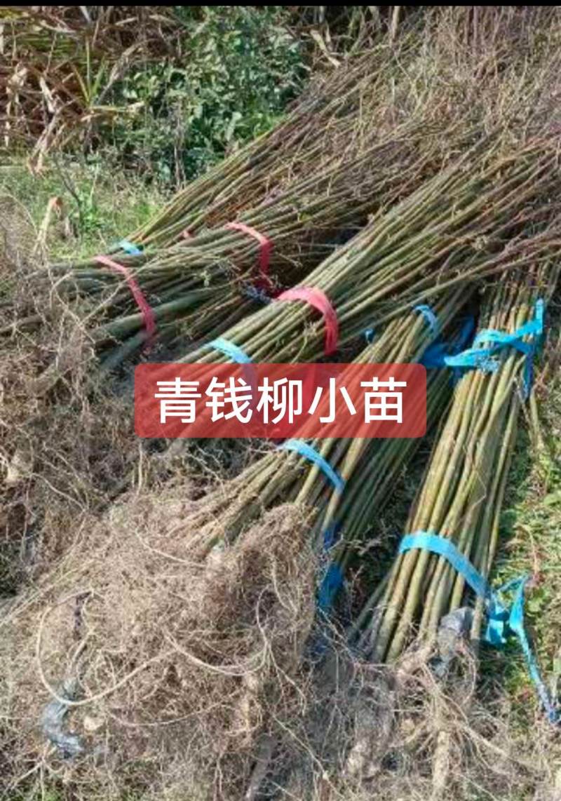 青钱柳苗