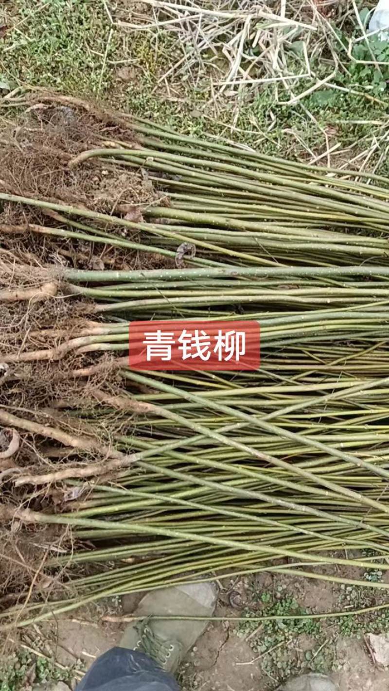 青钱柳苗