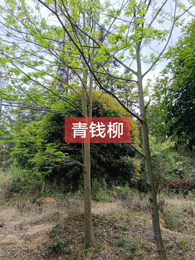 青钱柳苗