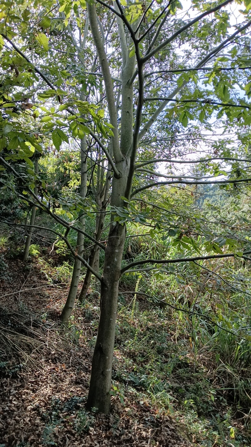 青钱柳苗