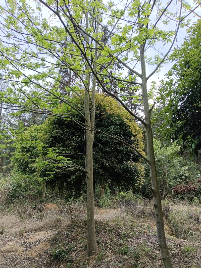 青钱柳苗