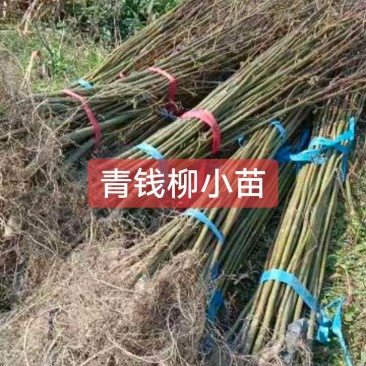 青钱柳苗