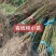 青钱柳苗