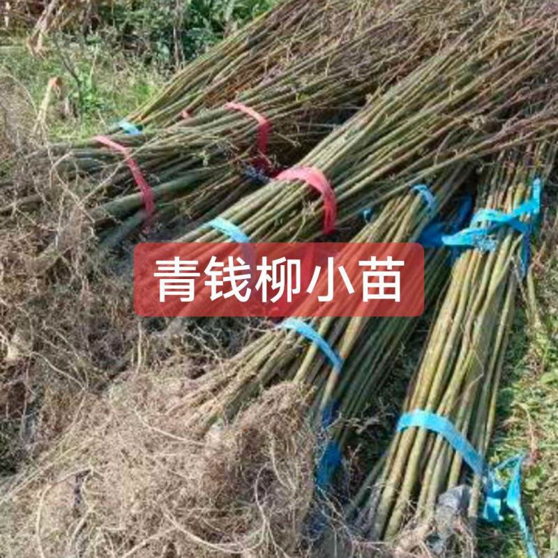 青钱柳苗