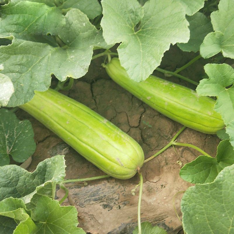 中华菜瓜种子生瓜脆瓜种子生吃凉拌腌制菜种子四季播农家蔬菜