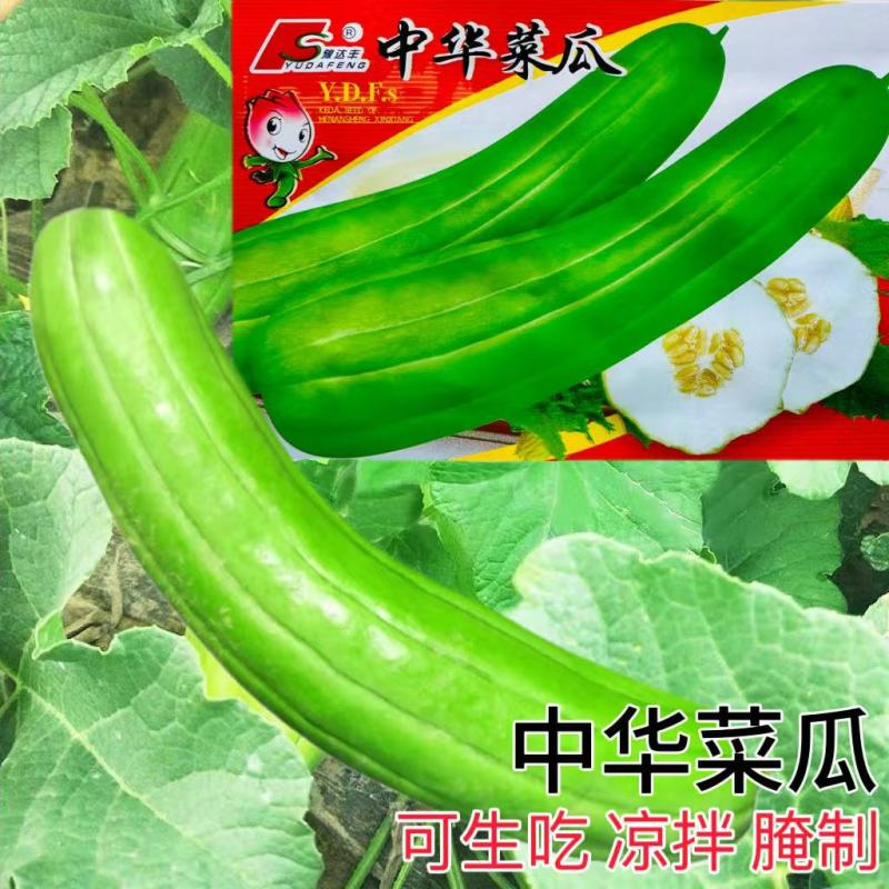 中华菜瓜种子生瓜脆瓜种子生吃凉拌腌制菜种子四季播农家蔬菜