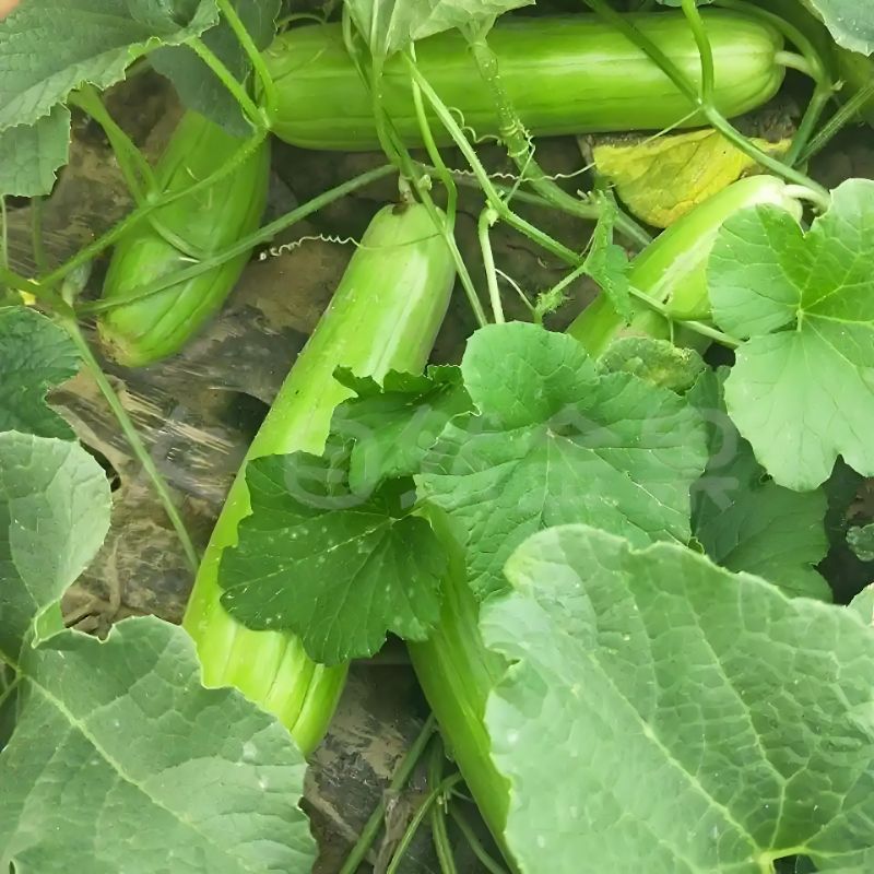 中华菜瓜种子生瓜脆瓜种子生吃凉拌腌制菜种子四季播农家蔬菜