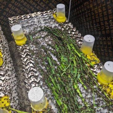 双班油葫芦蟋蟀/大量优质蟋蟀冻品，活体，可根据客户烘干