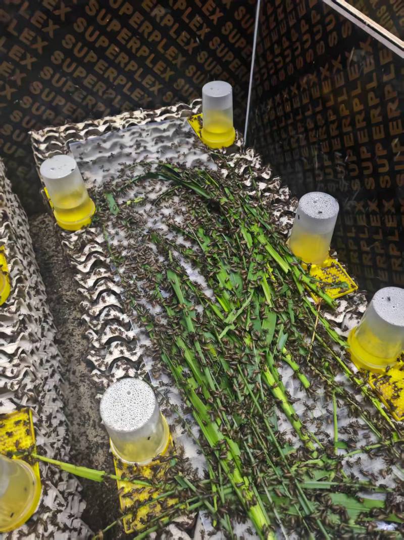双班油葫芦蟋蟀/大量优质蟋蟀冻品，活体，可根据客户烘干