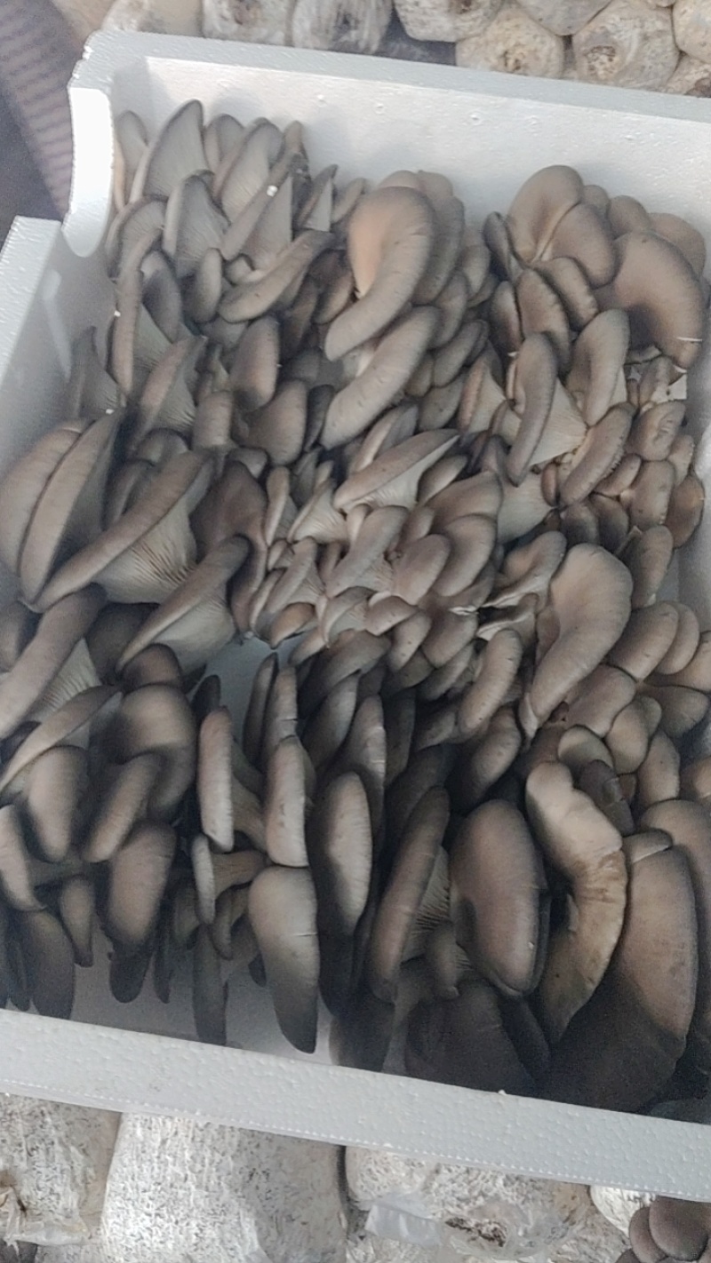 平菇