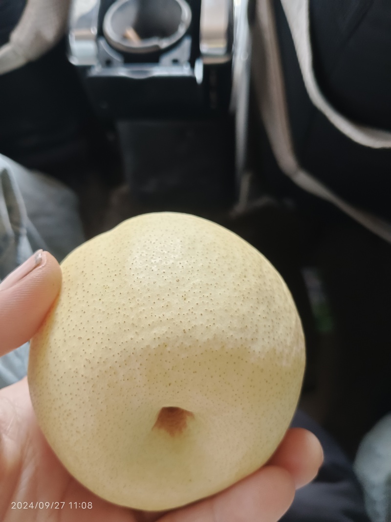 纸袋酥梨，皮薄多汁无渣核小，产地酸