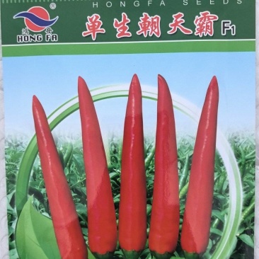 辣椒种子单生朝天椒早熟挂果多椒形美观辣味浓抗病