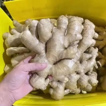 风干大黄家姜批发产地，水洗姜，产地一手货源，全国发货
