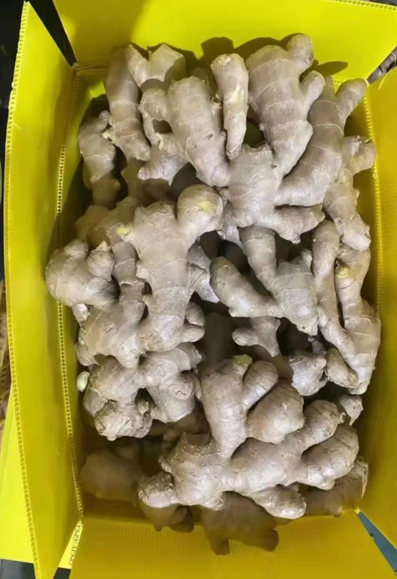 风干大黄家姜批发产地，水洗姜，产地一手货源，全国发货