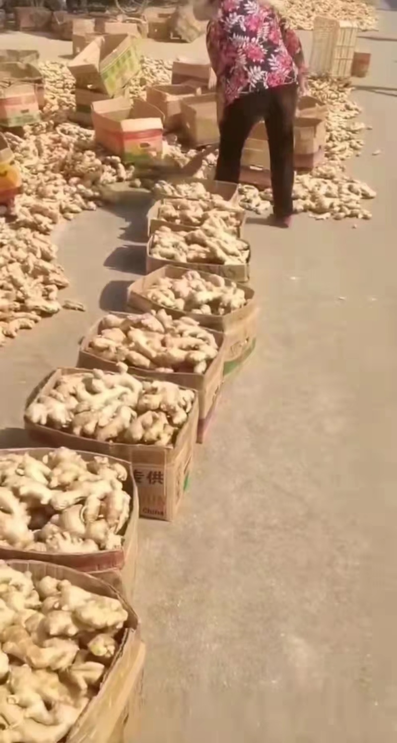 风干大黄家姜批发产地，水洗姜，产地一手货源，全国发货