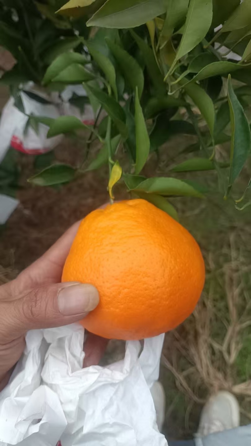 耙耙柑