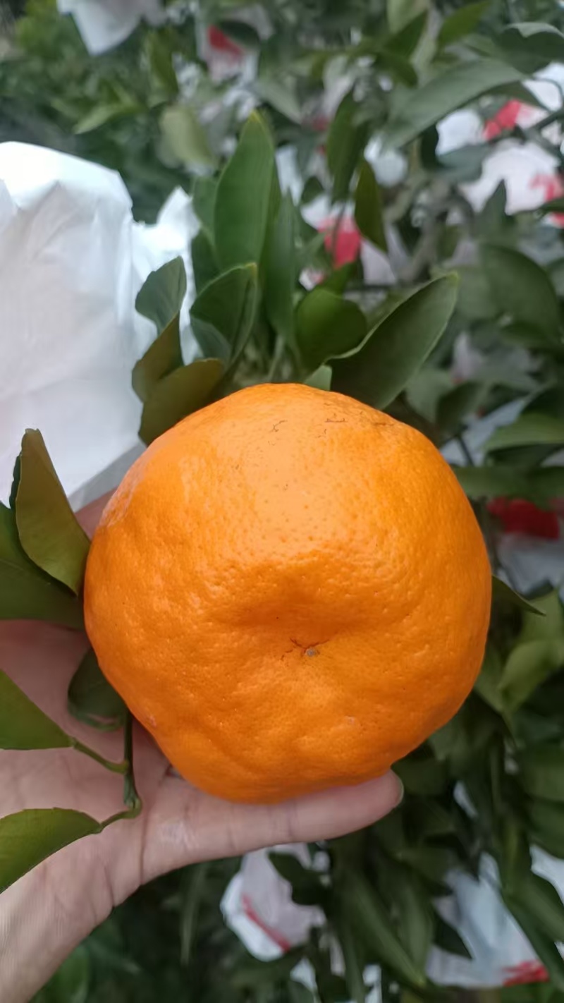 耙耙柑