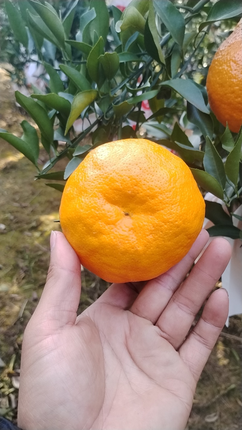 耙耙柑