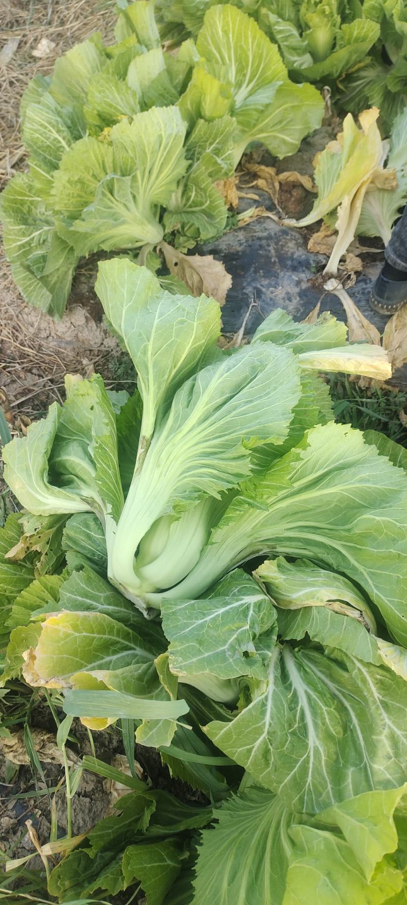 苦菜～做酸菜的