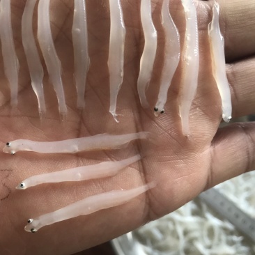银鱼干4一5厘米干白直有要的联系莱西玉发水产部