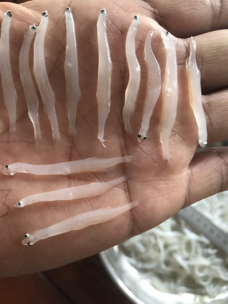 银鱼干4一5厘米干白直有要的联系莱西玉发水产部