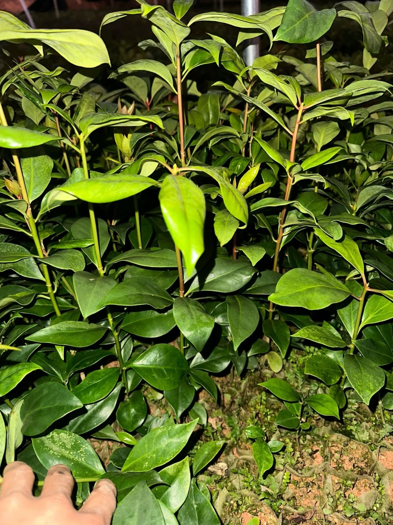 八角苗