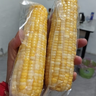 山东滨州真空包装鲜食玉米，开始放福利，降价处理，降价处理