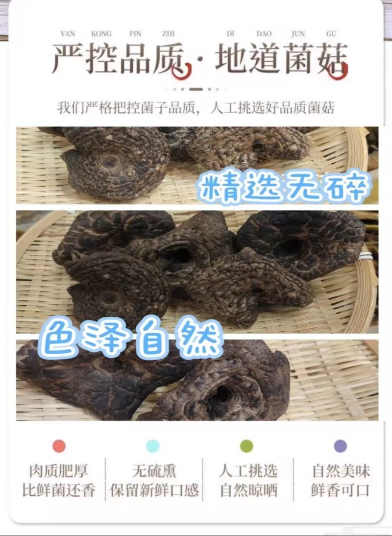 虎掌菌大货批发