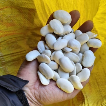 （云南白芸豆）白不老丶自家基地，价格公道，量大从优