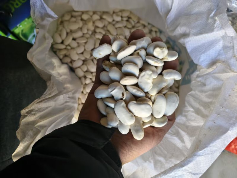 （云南白芸豆）白不老丶自家基地，价格公道，量大从优