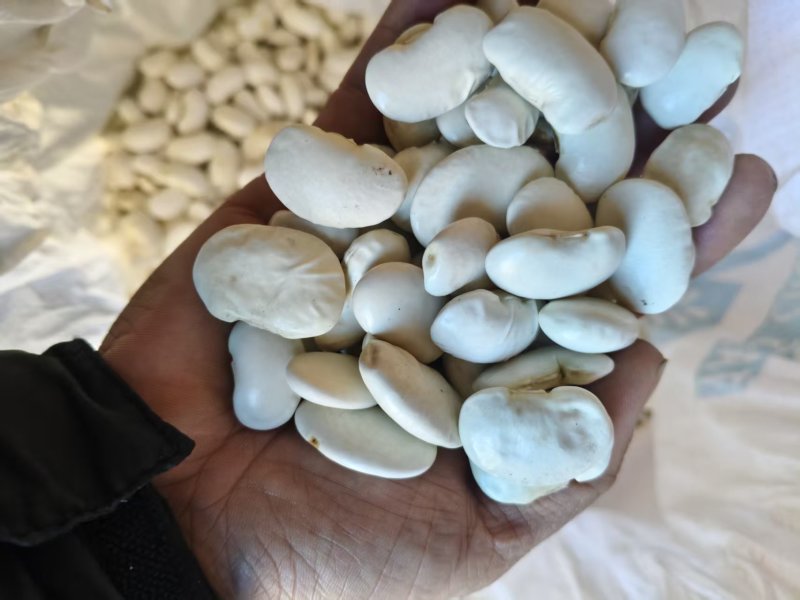 （云南白芸豆）白不老丶自家基地，价格公道，量大从优