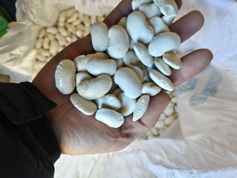 （云南白芸豆）白不老丶自家基地，价格公道，量大从优