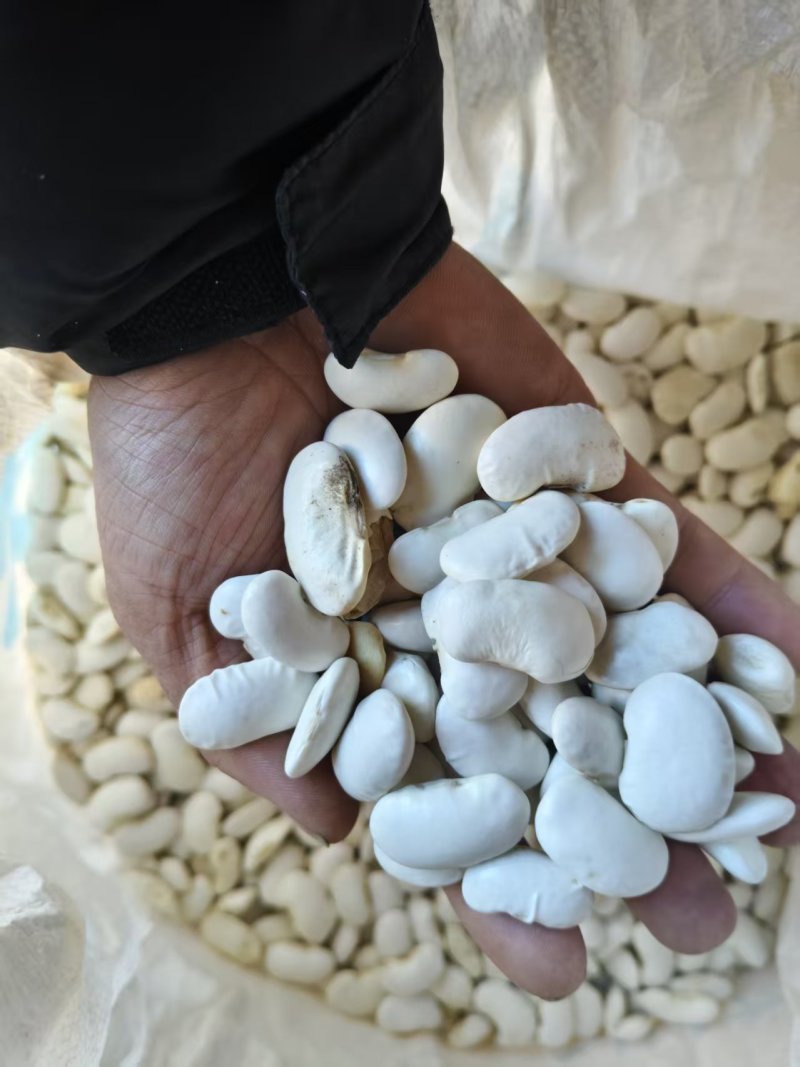 （云南白芸豆）白不老丶自家基地，价格公道，量大从优