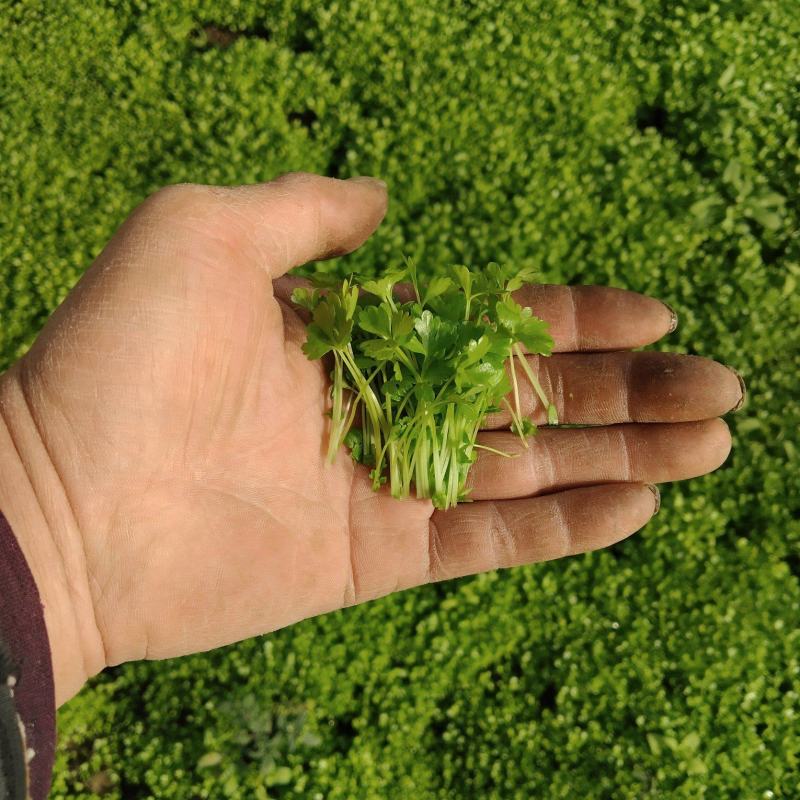 三叶香特色菜