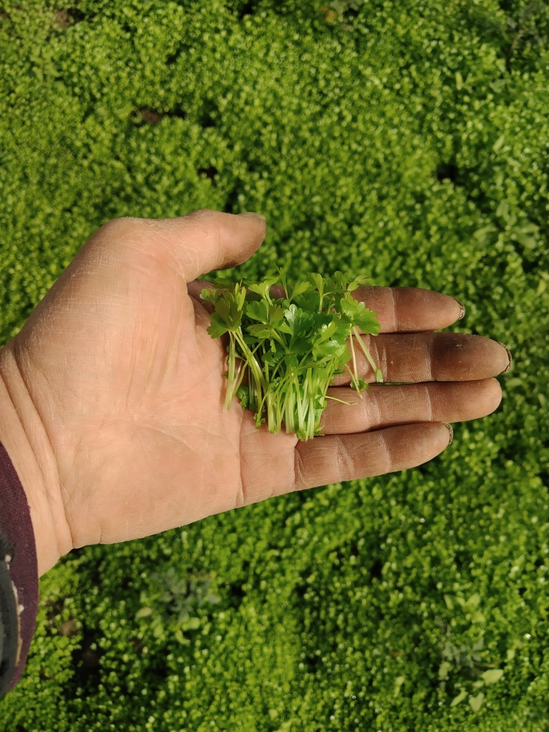 三叶香特色菜