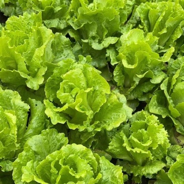 生菜