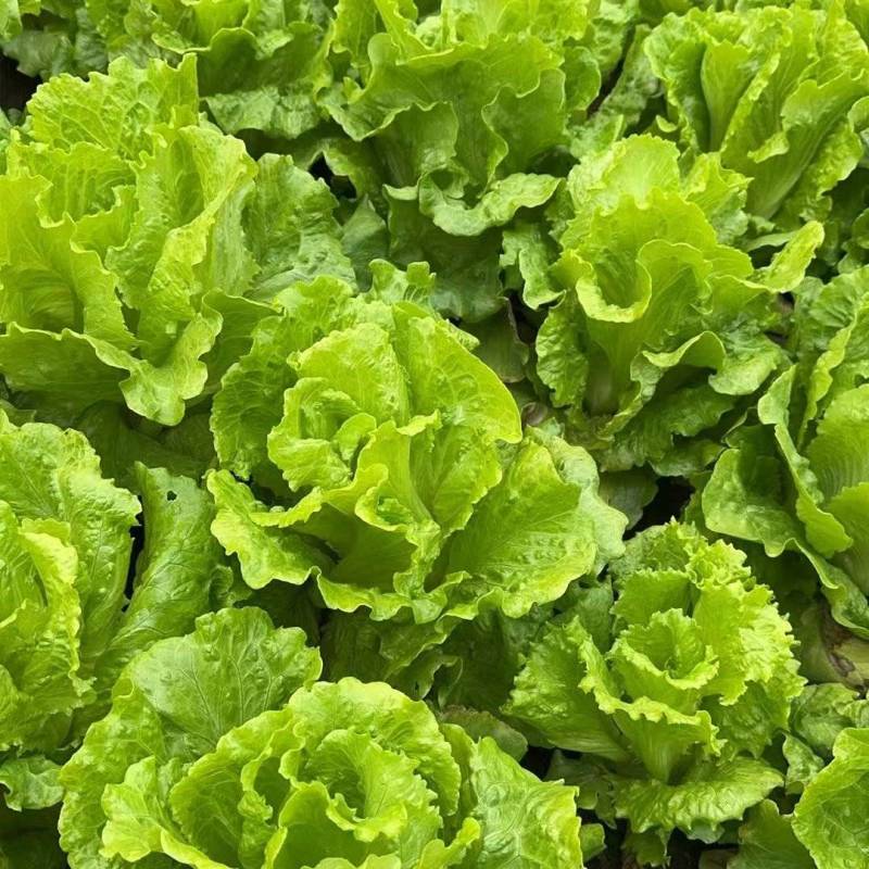 生菜