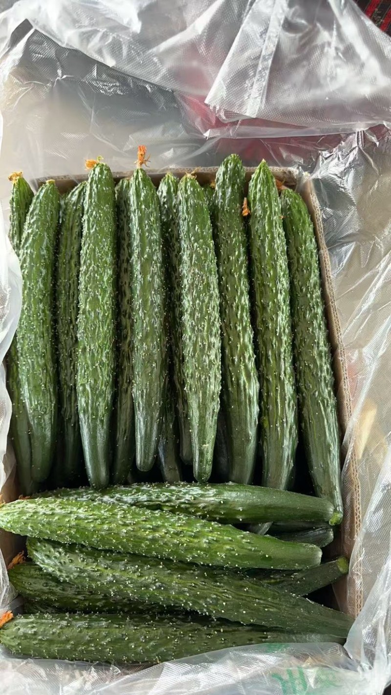密刺黄瓜精品上市货源充足质量保证全国发货