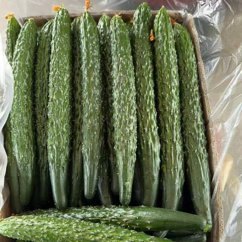 密刺黄瓜精品上市货源充足质量保证全国发货