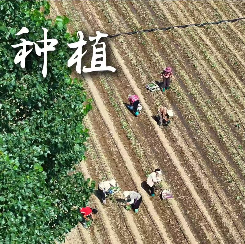 正宗河北隆尧红薯粉条，来自村里的红薯粉条，正宗红薯粉条