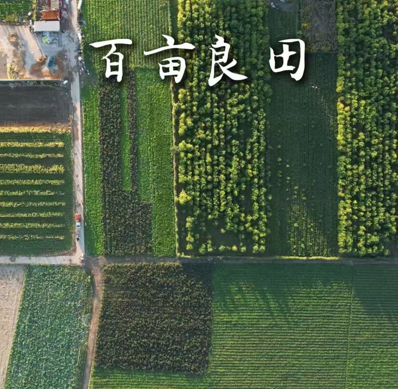 正宗河北隆尧红薯粉条，来自村里的红薯粉条，正宗红薯粉条