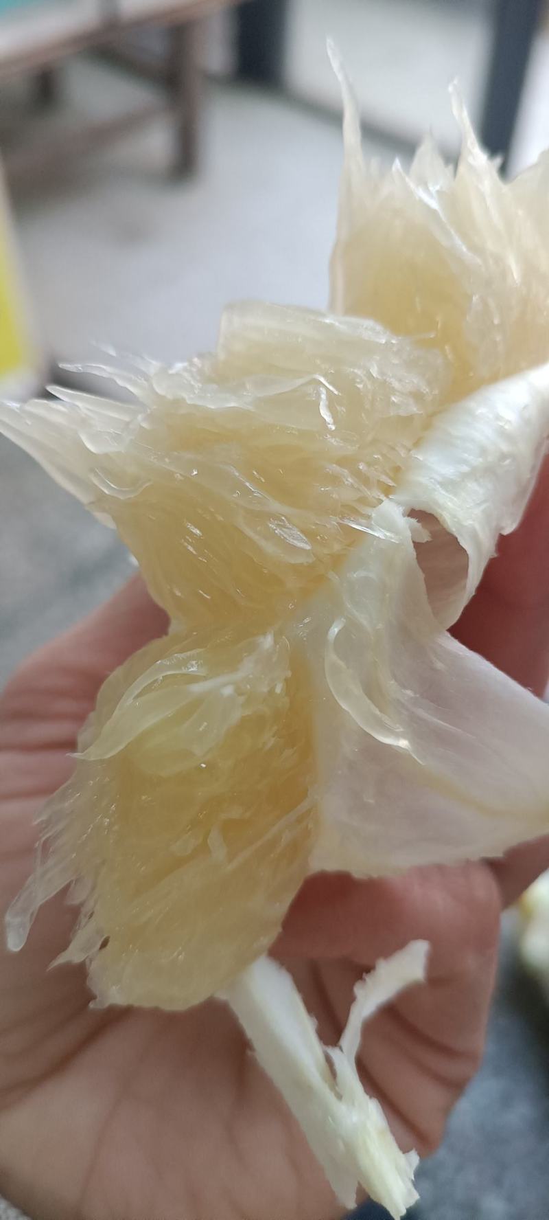 桂林阳朔兴坪老树柚