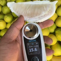 桂林阳朔兴坪老树柚