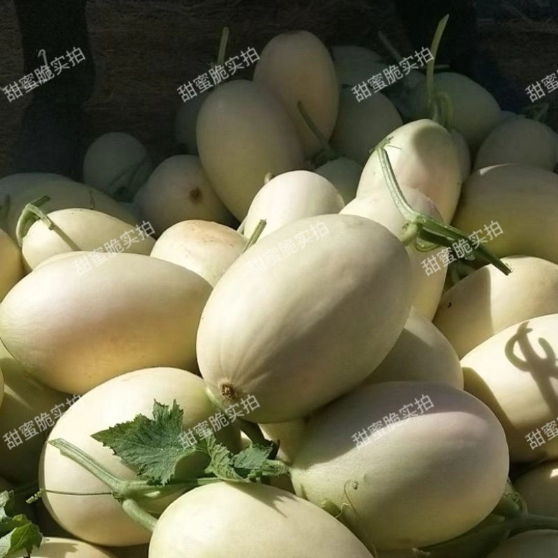 甜蜜脆白皮红肉甜瓜品种抗病大田品种种子