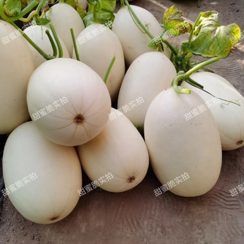 甜蜜脆白皮红肉甜瓜品种抗病大田品种种子
