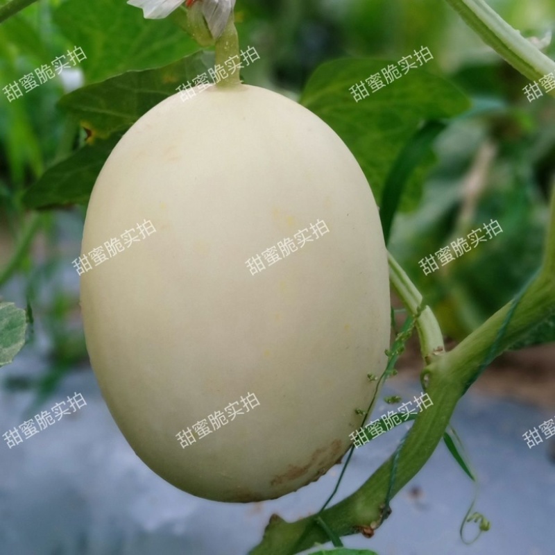甜蜜脆白皮红肉甜瓜品种抗病大田品种种子