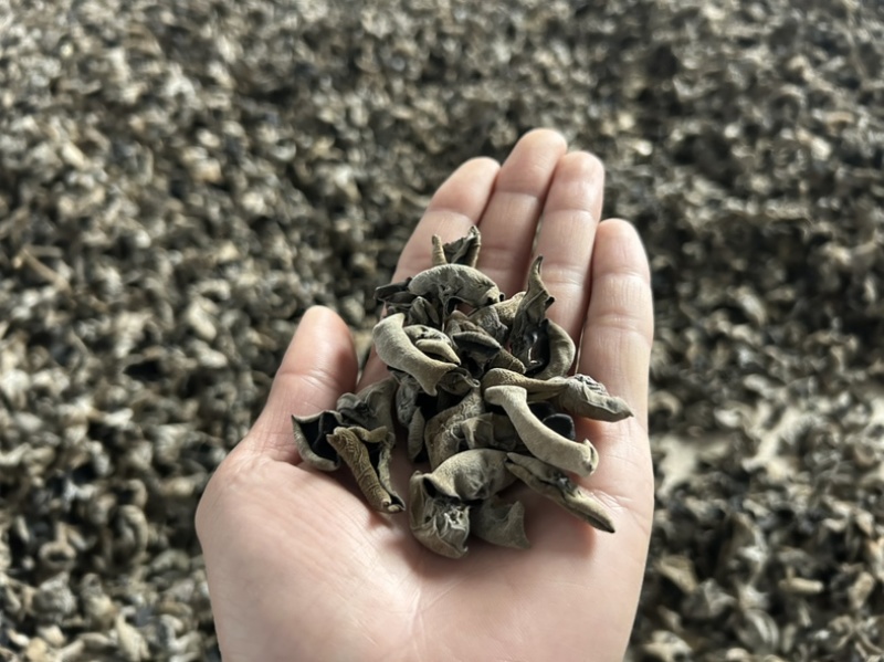 贵州罗甸黑木耳（自有基地）