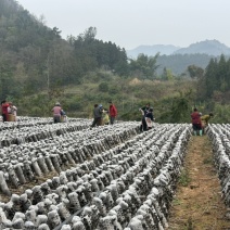 贵州罗甸黑木耳（自有基地）